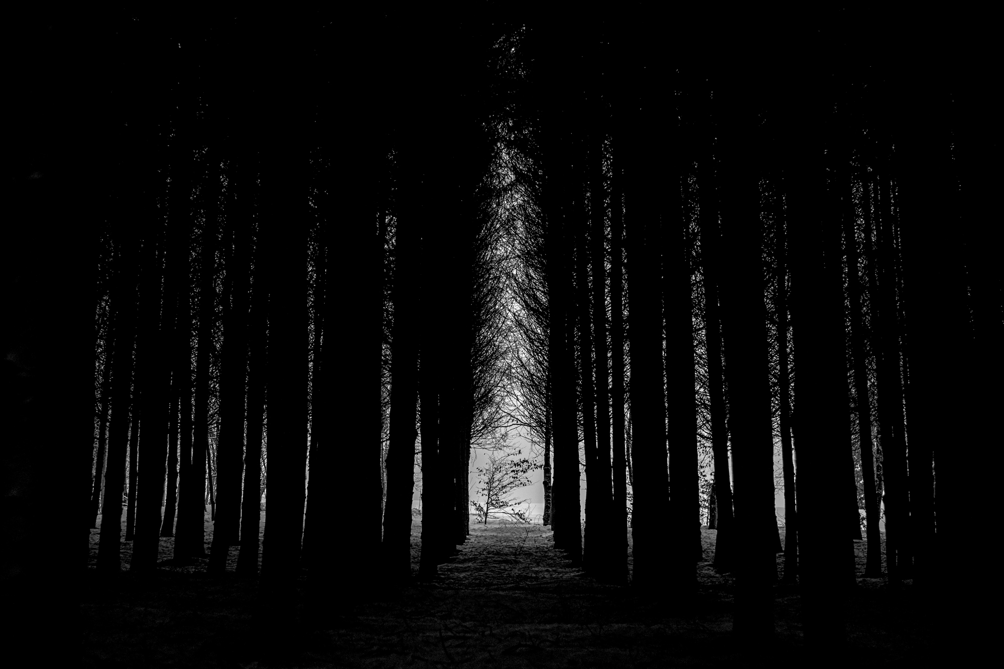 Dark Forests